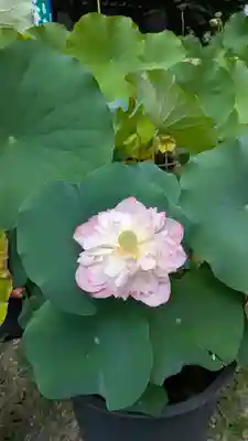 行願寺（革堂）(京都府)