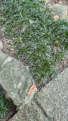 枚岡神社(大阪府)