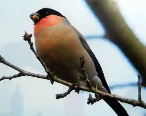 亀戸天神社(東京都)