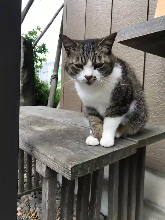 龍ケ崎八坂神社の動物