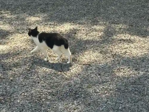 間々田八幡宮の動物