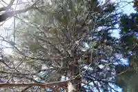 白幡神社の自然