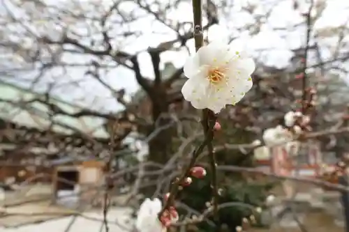 北野天満宮の自然