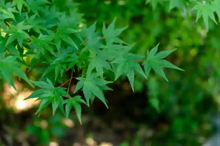 晴明神社(京都府)