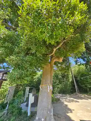 思金神社(神奈川県)