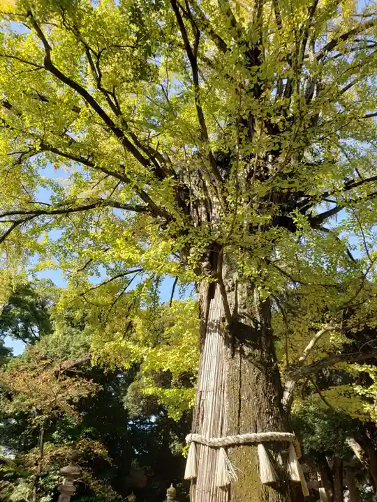 赤坂氷川神社(東京都)