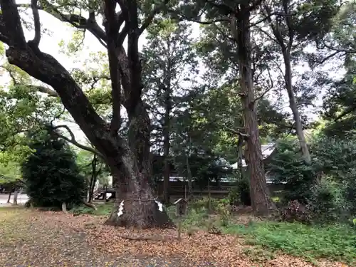 曽許乃御立神社の自然