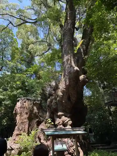 來宮神社(静岡県)