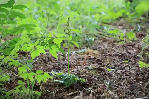 三春大神宮の自然