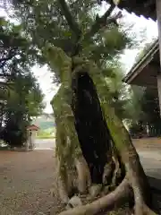 春日神社(徳島県)