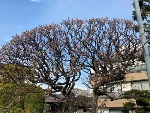 光圓寺(神奈川県)