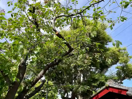 宇都宮稲荷神社（宇都宮辻幕府旧跡）の自然