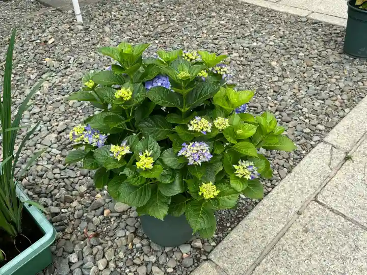 磐井神社(東京都)