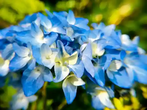 霧島神社の自然