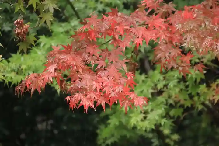 鹿島大神宮の自然