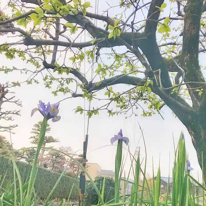尾張大國霊神社(国府宮)の自然