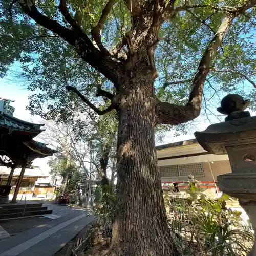 王子稲荷神社の自然