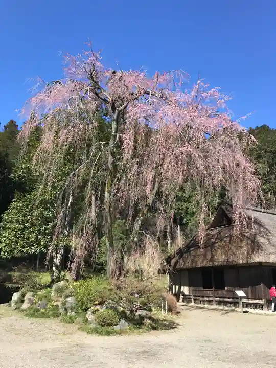 高麗神社の自然