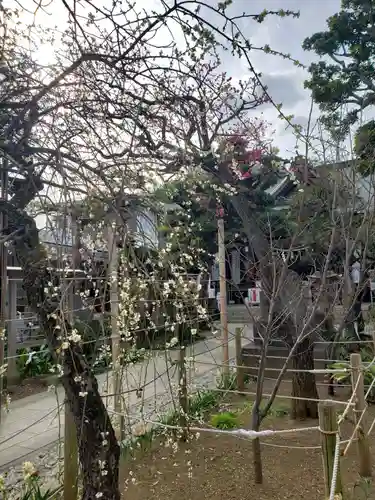 鳩森八幡神社の自然