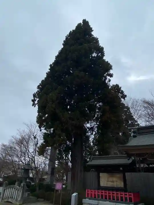 盛岡八幡宮の自然