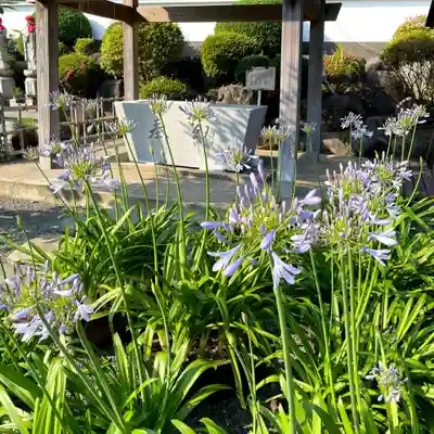 真言宗神道派大本山 宝珠院の手水舎