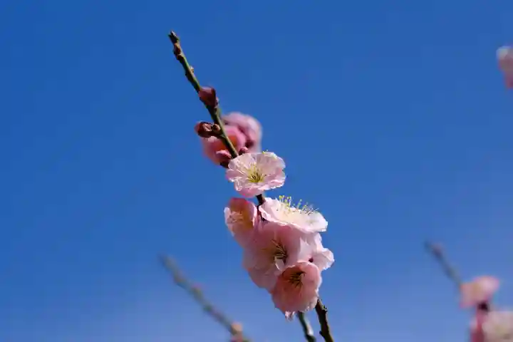 多治速比売神社の自然