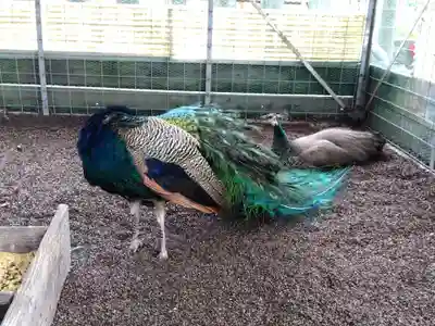 福井県護国神社(福井県)