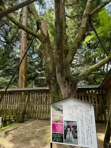 天岩戸神社(宮崎県)