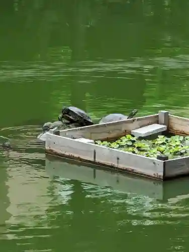 亀戸天神社(東京都)