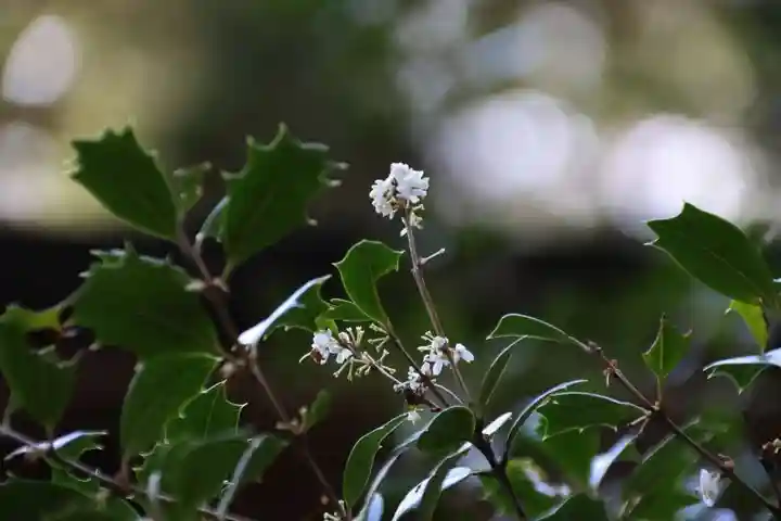 高木神社の自然