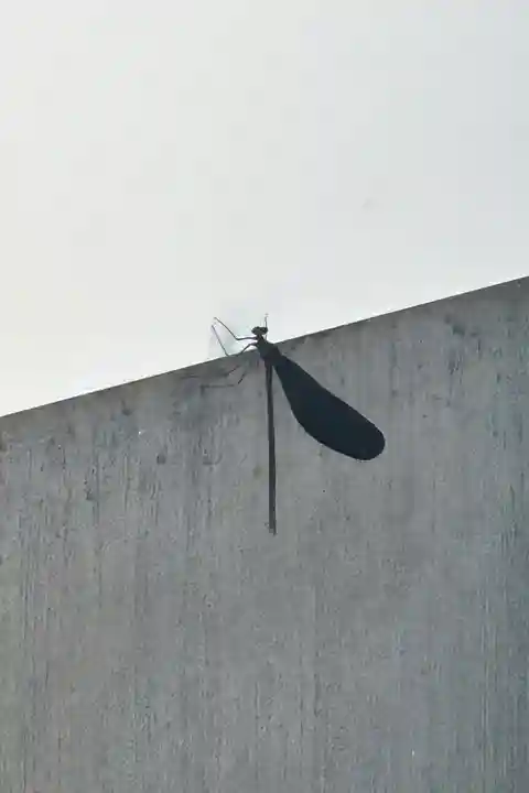 蚊里田八幡宮(長野県)