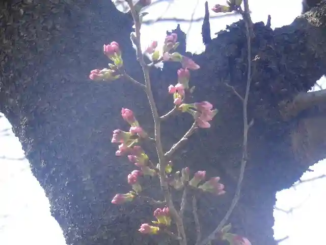 鶴岡八幡宮の自然