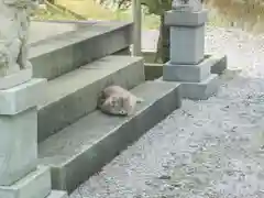 屋久島大社の動物