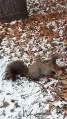 北海道神宮の動物