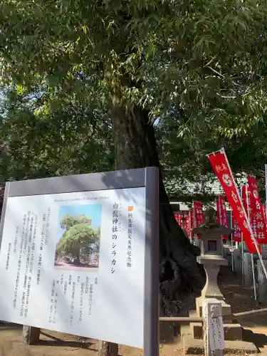 白髭神社の自然