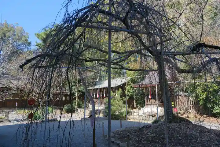 平野神社の自然