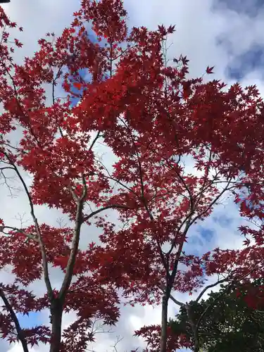 東福禅寺（東福寺）の自然