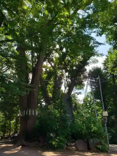 代々木八幡宮の自然