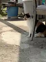 三騎神社の動物