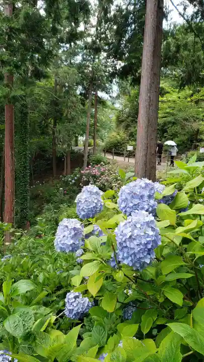 救馬溪観音の自然