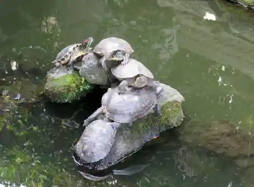 成田山川越別院の動物