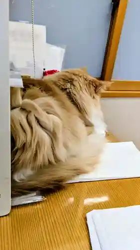 駒込妙義神社の動物