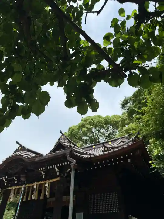 代々木八幡宮の本殿・本堂