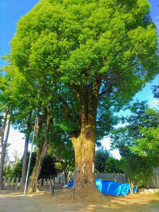余野神社の自然