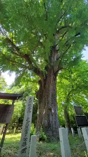 芝東照宮の自然