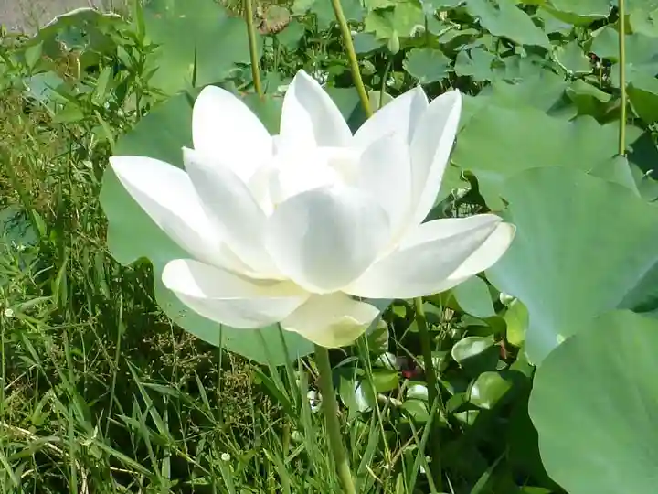 浄名寺(山口県)