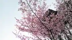 賀茂別雷神社（上賀茂神社）の自然