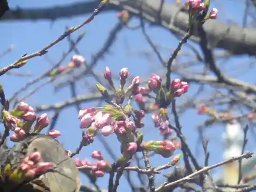 鶴岡八幡宮の自然