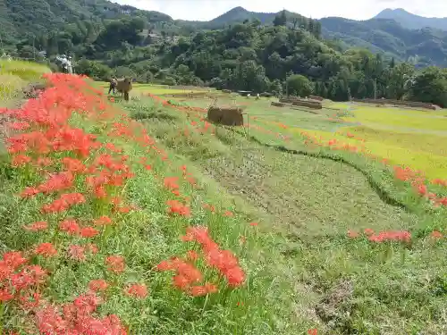 明智寺の自然