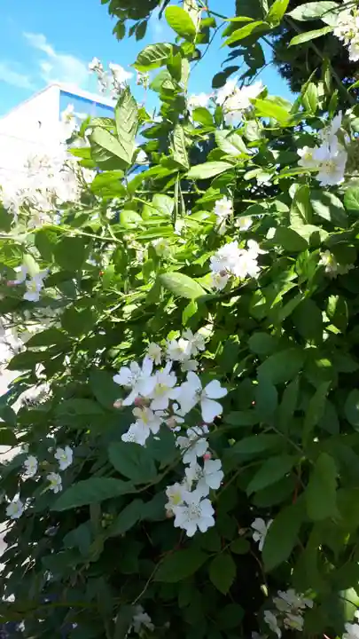 極楽山 浄土寺の自然